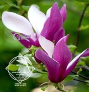 magnolia Susan4 - MAGNOLIA SUSAN