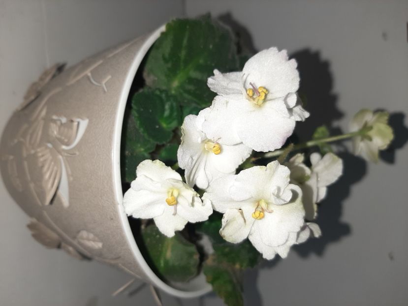  - Florile mele în ianuarie 2021