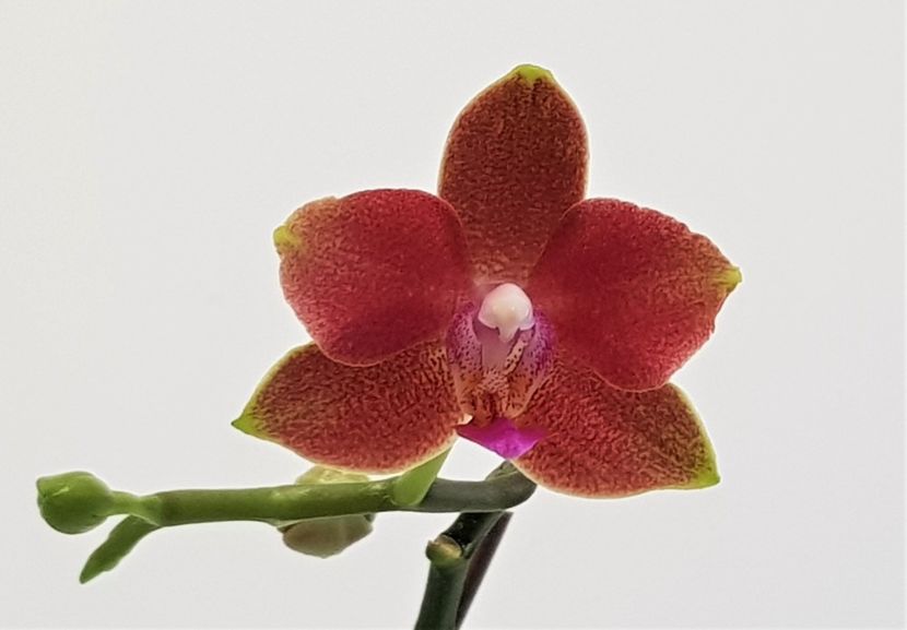  - Phalaenopsis 1