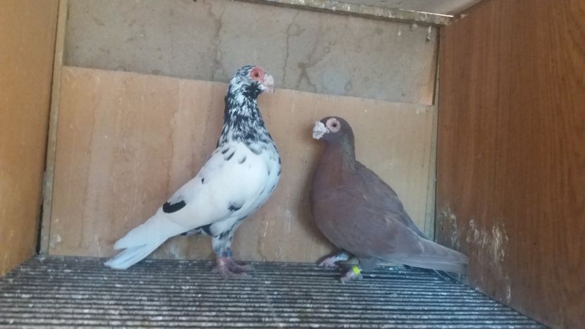  - CARANCULAT DE ORADEA