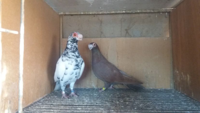  - CARANCULAT DE ORADEA