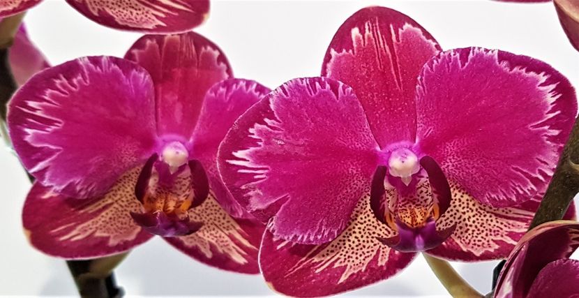  - Phalaenopsis 1