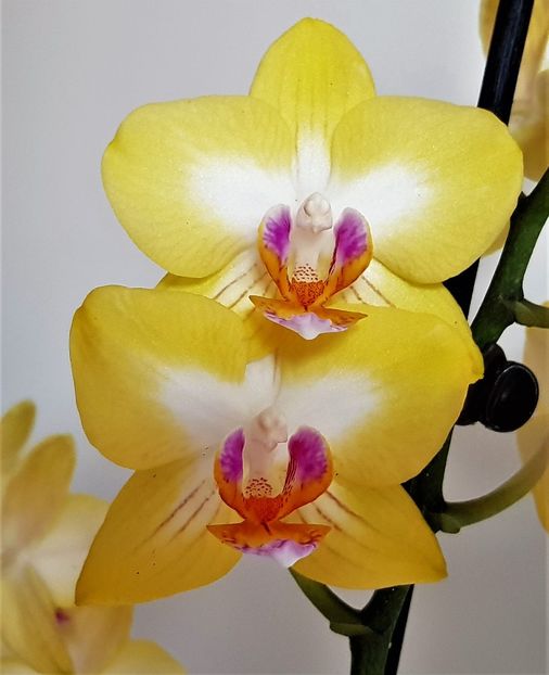  - Phalaenopsis 1