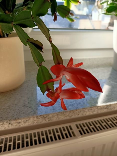  - X-Schlumbergera