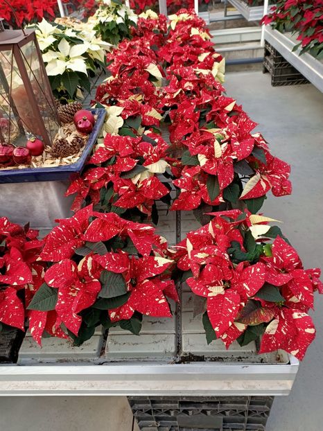 Nov. 2020 - A -Magazin