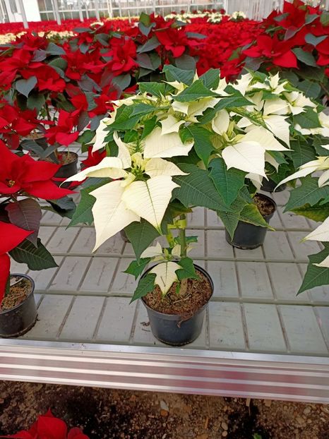 Nov. 2020 - A -Magazin