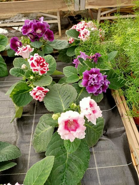 Nov. 2020 - A -Magazin