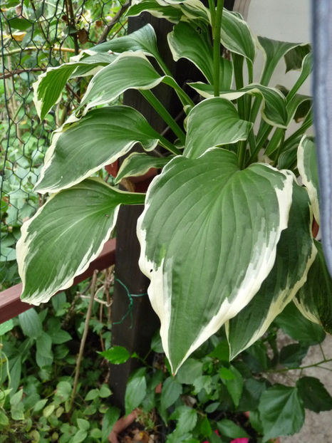  - Hosta