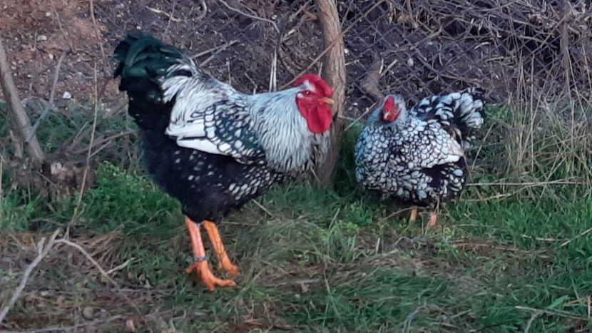  - Wyandotte argintiu 2021