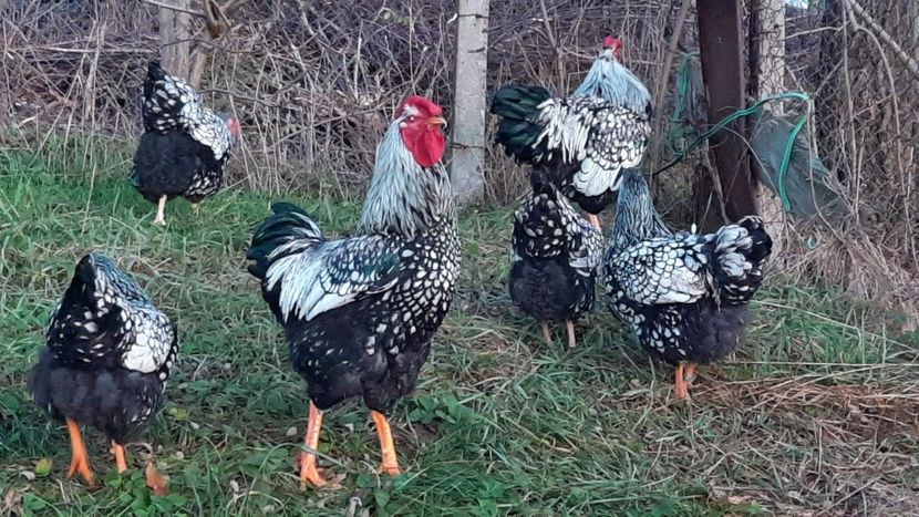  - Wyandotte argintiu 2021