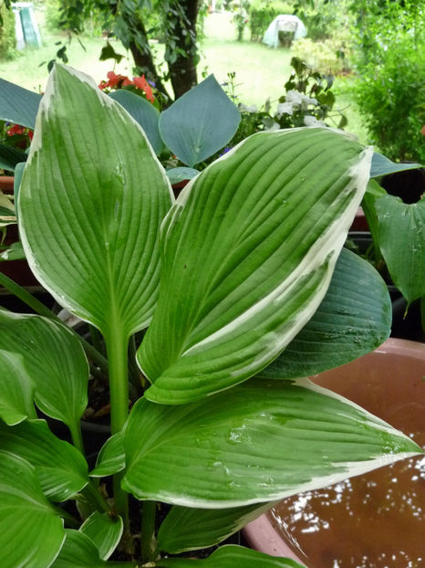  - Hosta