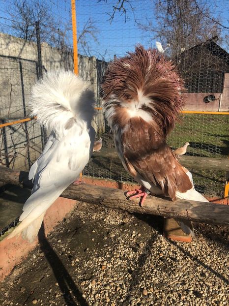 59633ADC-47AF-44DD-A54C-848A7C0B5AF0 - Ornament