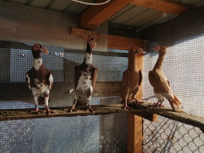  - CARRIER PT MATCA 2021