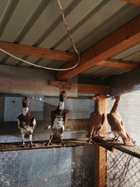  - CARRIER PT MATCA 2021