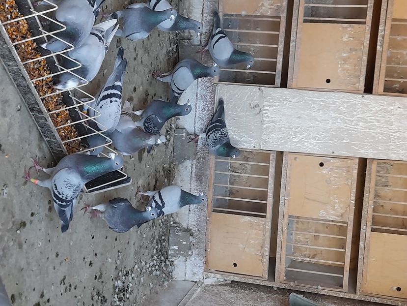 Masculi 2021 - Ceva de 2021