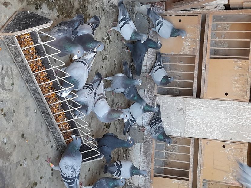 Masculi 2021 - Ceva de 2021