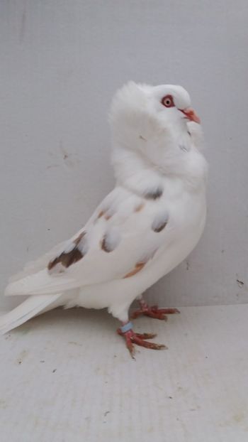 F 2020 - Por capucini