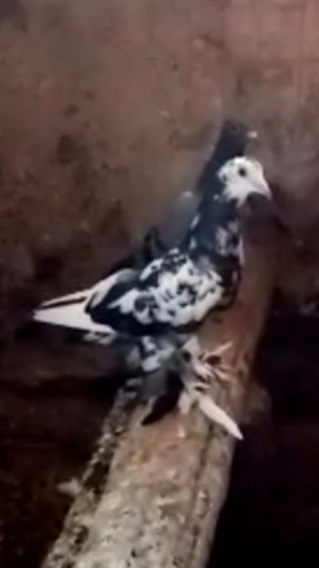 F 2020 - Por tapalagosi