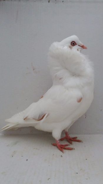 M 2020 - Por capucini