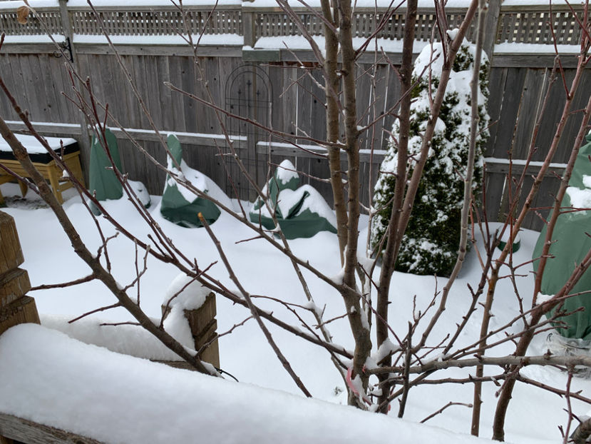  - Jurnalul gradinii 2021