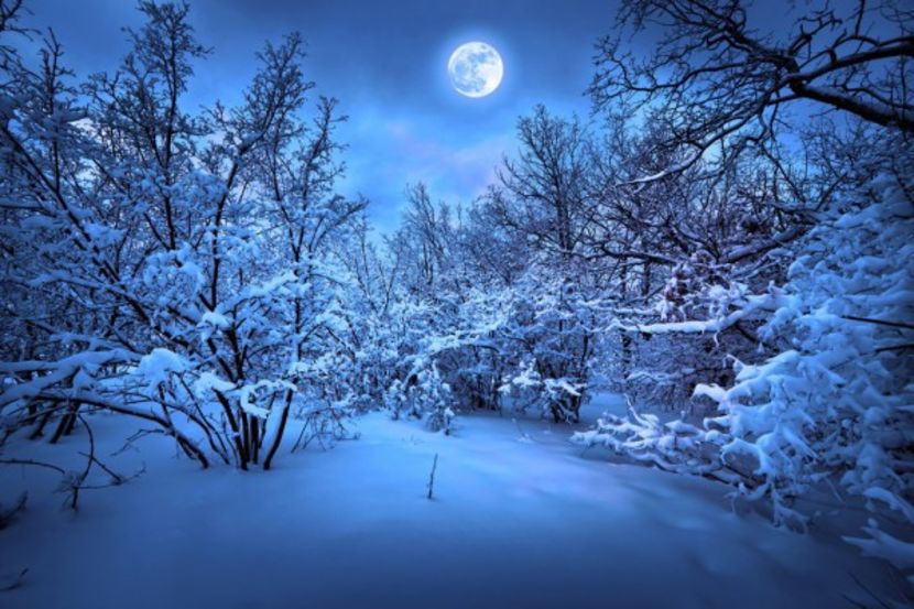 depositphotos_8753617-stock-photo-moonlight-night-in-winter-wood - Winter photos