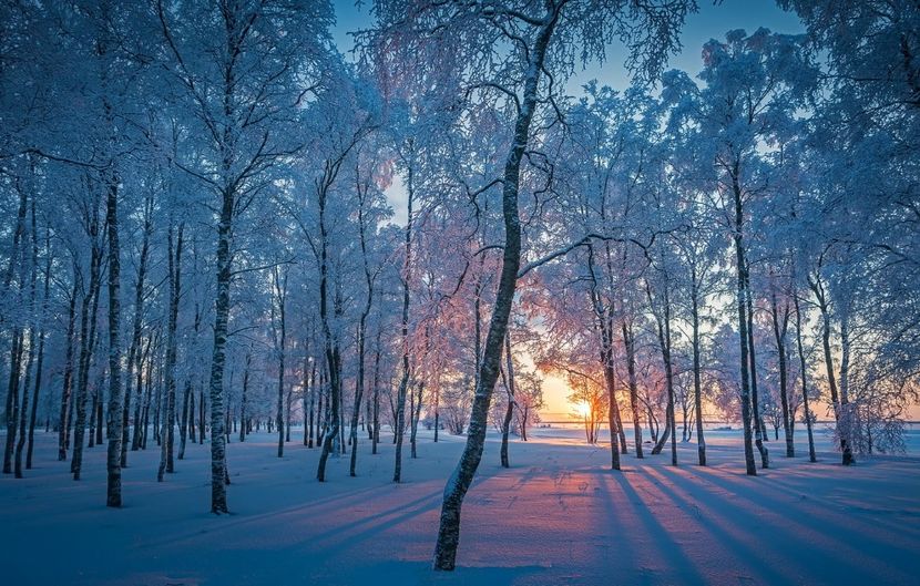 zima-les-sneg-utro - Winter photos