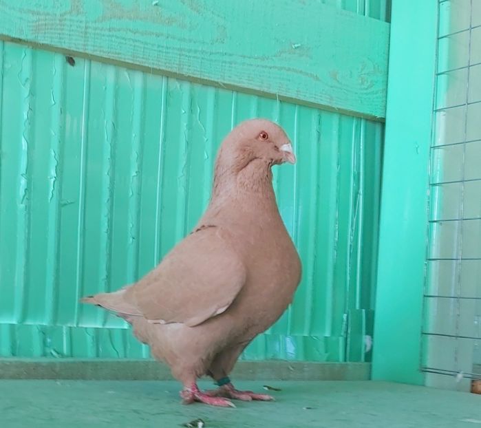 0-1 2019 - De vânzare!!!