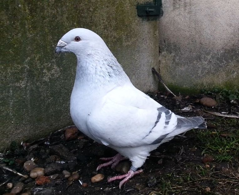 PL20-JRS 18 (M.) - g- MLODE-2020 - Youth