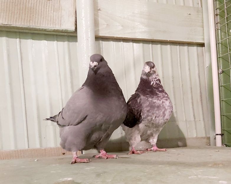 Perechea 1 - Perechi american giant homer 2021