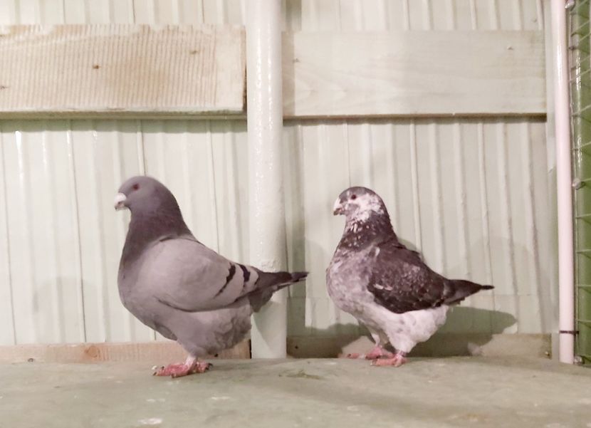 1-0;0-1 2020 - Perechi american giant homer 2021