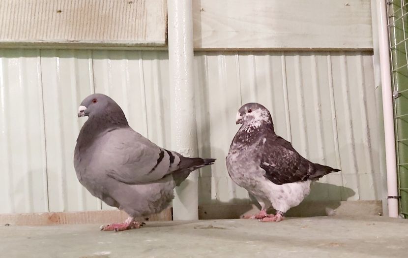 1-0;0-1 2020 - Perechi american giant homer 2021