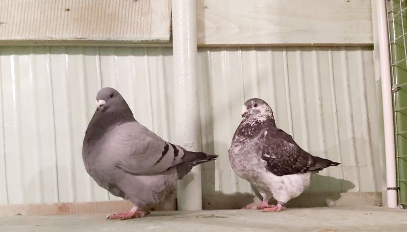 1-0;0-1 2020 - Perechi american giant homer 2021