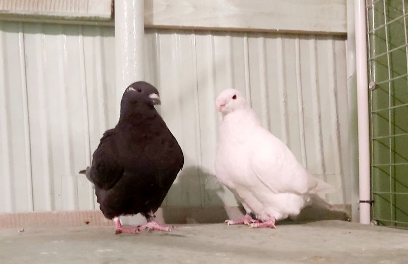 1-0;0-1 2019;2020 - Perechi american giant homer 2021