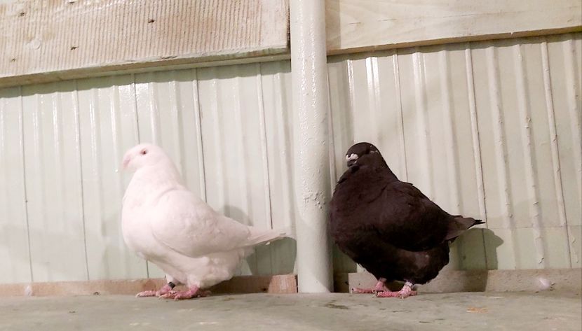 1-0;0-1...2019;2020 - Perechi american giant homer 2021