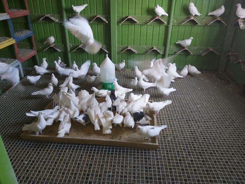 Voiajori albi - De vânzare!!!