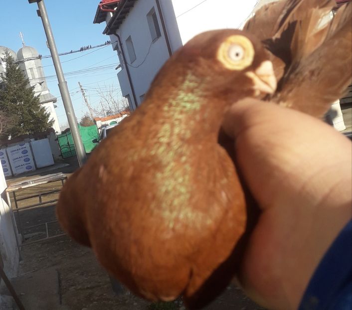  - Porumbei pana simpla