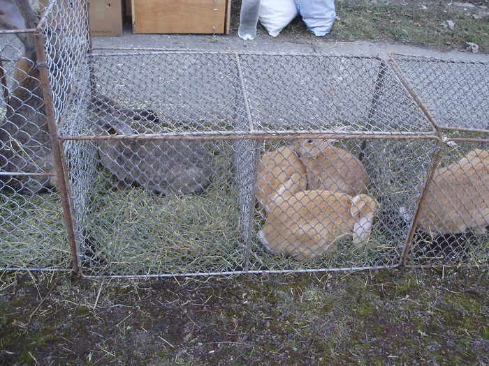 PB212729 - 16j Brasov 2010