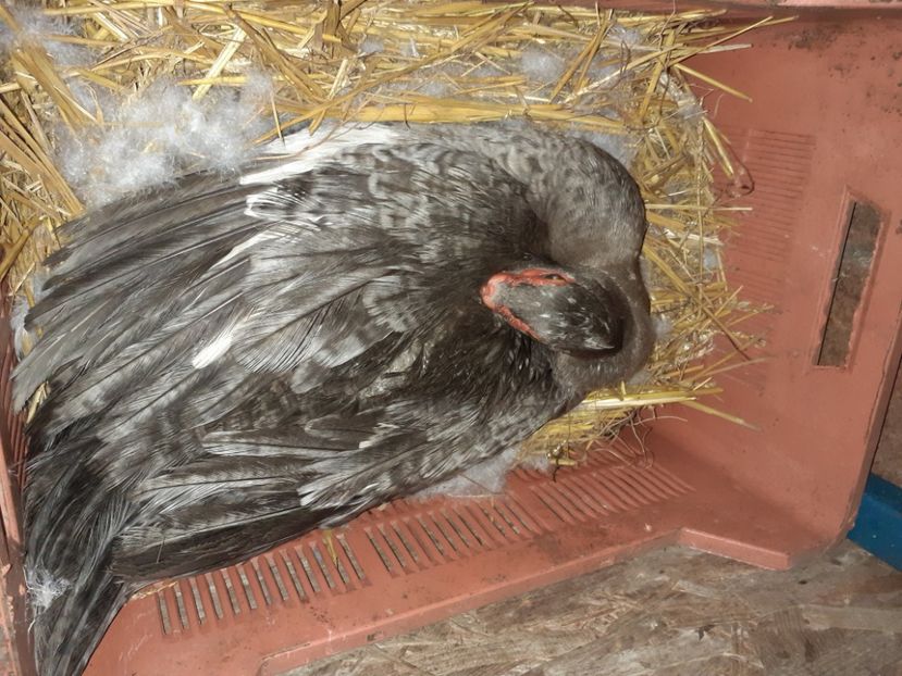 Cuminte,la job - 0001 rate lesesti matca 2021 lot 2