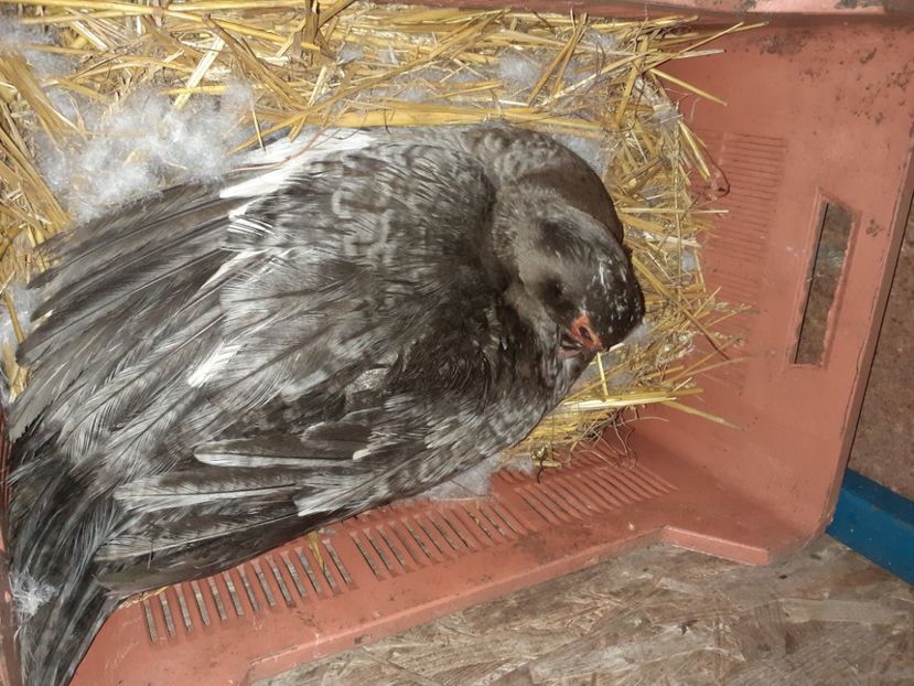 La inceput de an,noi inceputuri - 0001 rate lesesti matca 2021 lot 2