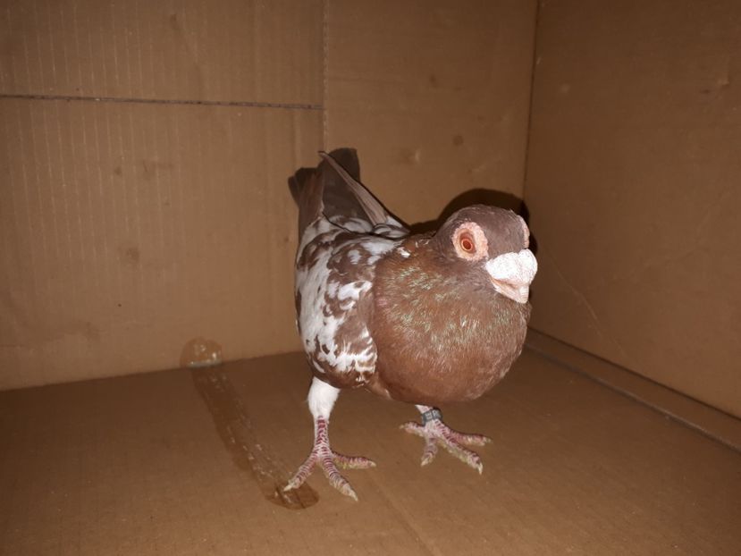 F vîndută - J2 _ tineret 2020