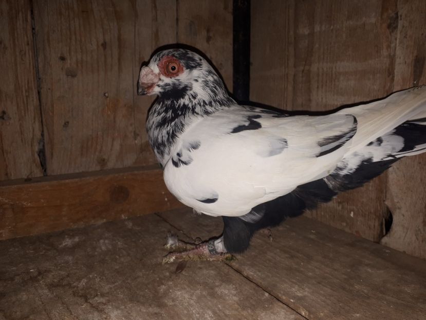 F vîndută - J2 _ tineret 2020