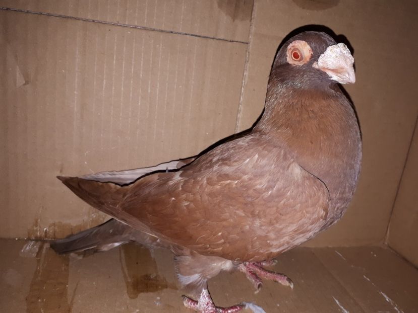 F vîndută - J2 _ tineret 2020