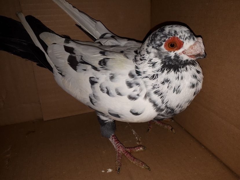 M vîndut - J2 _ tineret 2020