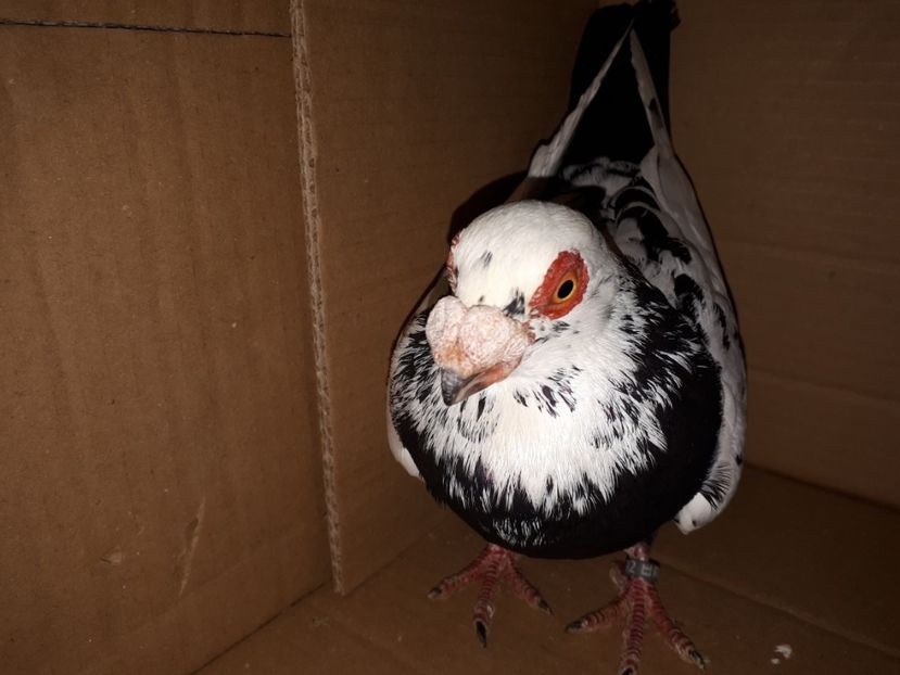 M - J2 _ tineret 2020