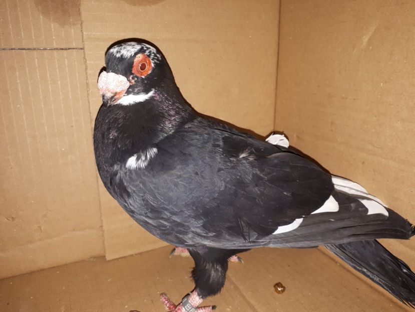 M vîndut - J2 _ tineret 2020