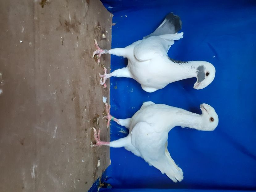  - PERECHI VOIAJORI GERMANI 2021