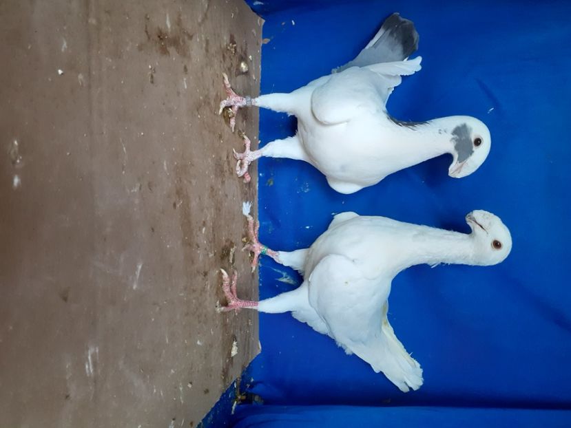  - PERECHI VOIAJORI GERMANI 2021