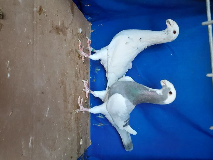  - PERECHI VOIAJORI GERMANI 2021