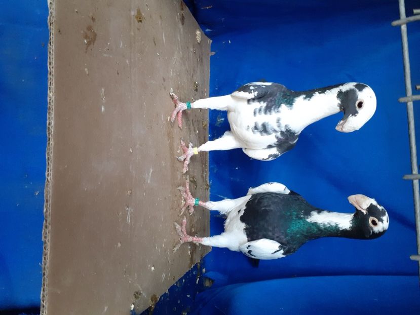  - PERECHI VOIAJORI GERMANI 2021