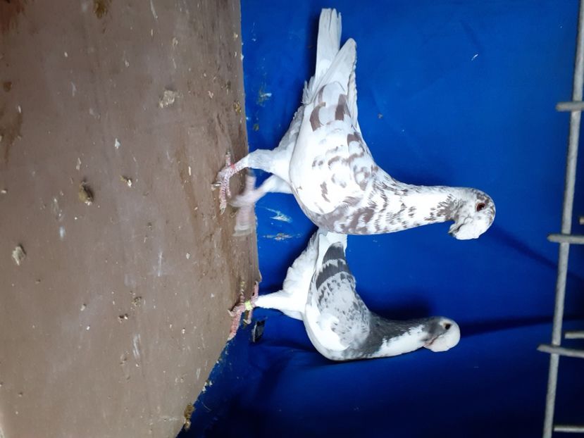  - PERECHI VOIAJORI GERMANI 2021